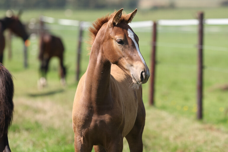 Ma Belle de la Marchette Z