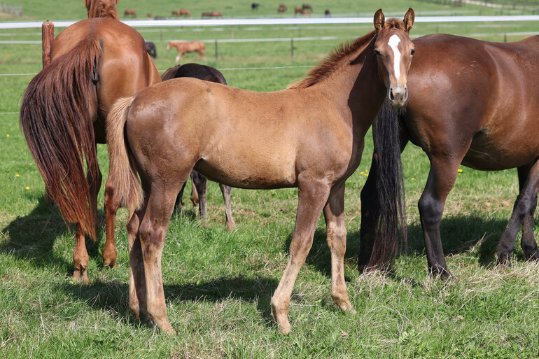 Ma Belle de la Marchette Z