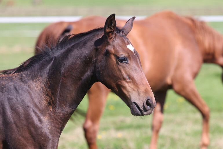 Commander de la Marchette Z
