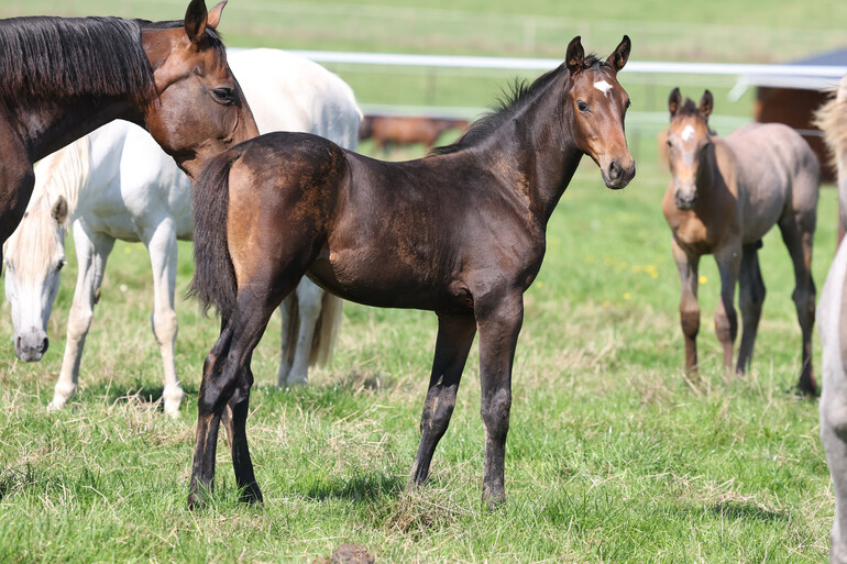 Commander de la Marchette Z