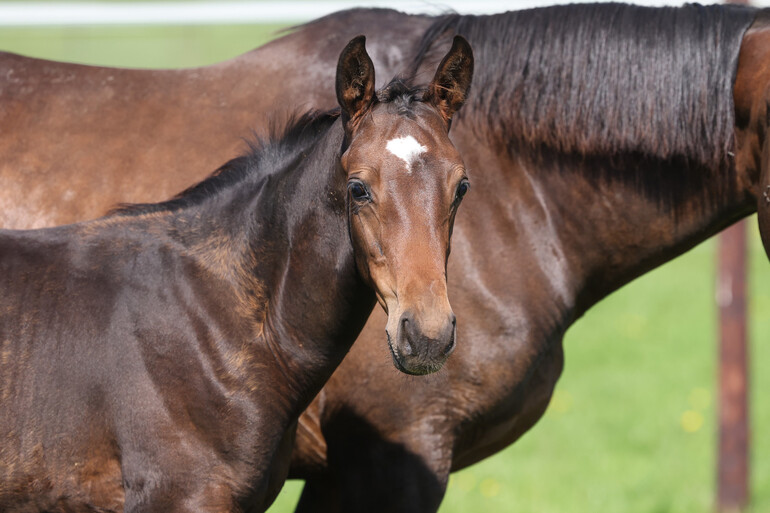 Commander de la Marchette Z