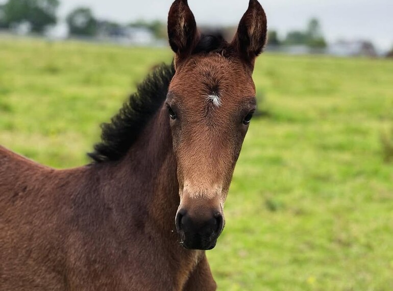 Sunset de la Marchette